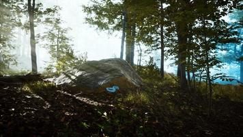 panoramic view of the majestic forest in a morning fog video