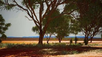 dry african savannah with trees video