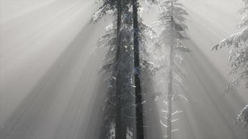 brouillard brumeux dans la forêt de pins sur les pentes des montagnes video