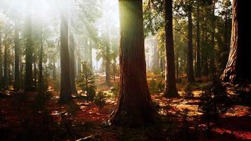 secuoyas gigantes en el bosque gigante del parque nacional de secuoyas video