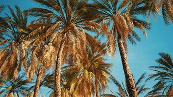 view of the palm trees passing by under blue skies video