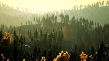 Sunlight in spruce forest in the fog on the background of mountains at sunset video