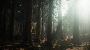 alberi di sequoia giganti in estate nel parco nazionale di sequoia, california video