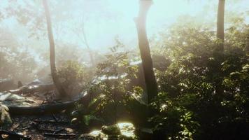 Time lapse of a Tropical jungle in the mountains of Puerto Rico video