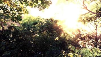 raios de sol derramam através de árvores na floresta enevoada video