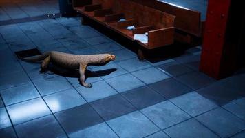 comodo dragon nella stazione della metropolitana video