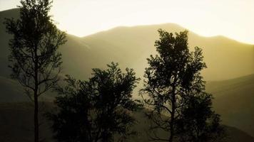 montañas carpatianas niebla y niebla en el bosque de pinos video