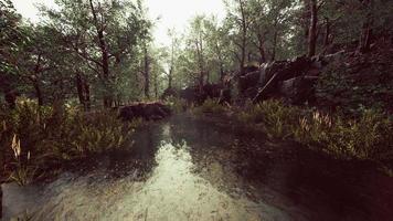 bosque caducifolio se refleja en el pequeño lago video