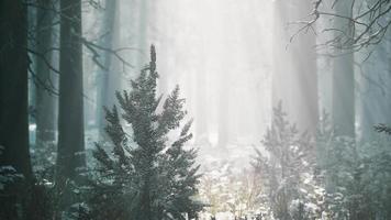 forêt de pins éclairée par le soleil du matin par une journée brumeuse au début du printemps video