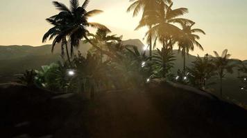 Coco palm trees tropical landscape video