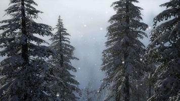 brouillard brumeux dans la forêt de pins sur les pentes des montagnes video