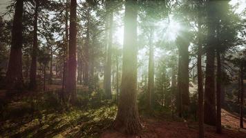 giant sequoias in the giant forest grove in the Sequoia National Park video