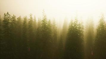 plantation of cannabis in deep fog video
