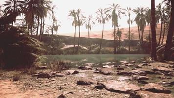 Panorama einer wunderschönen Oase, umgeben von Sanddünen video