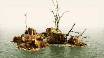 hermosas rocas marinas y árboles muertos en un mar de luz crepuscular video