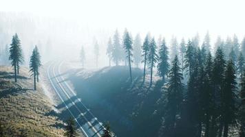 road through the russian taiga forest from aerial view video