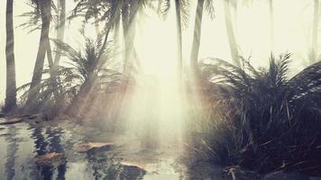 coconut palms in deep morning fog video