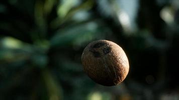 extreme slow motion falling coconut in jungle video