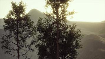 Carpatian bergen dimma och dimma vid tallskogen video