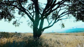 arbre d'automne sombre et le champ d'herbe jaune video