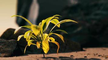 groene plant op zandstrand video