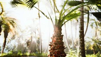 tropical garden with palm trees in sun rays video