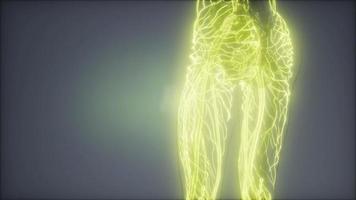 Blood Vessels of Human Body video