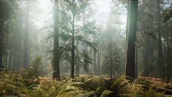 coucher de soleil sur la forêt géante, parc national de sequoia, californie video