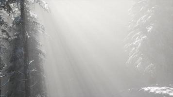 niebla brumosa en el bosque de pinos en las laderas de las montañas video