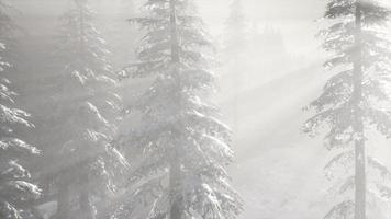 brouillard brumeux dans la forêt de pins sur les pentes des montagnes video