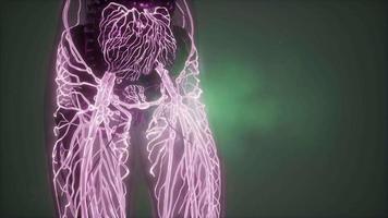 Human Body with Glow Blood Vessels video