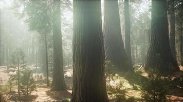 Sonnenaufgang im Sequoia-Nationalpark video