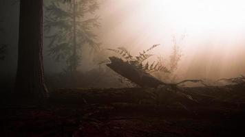 nas profundezas da floresta em uma manhã nublada video