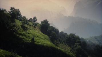 green trees in canyon at sunset with fog video