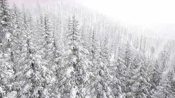 volo sopra la foresta invernale video