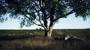 kenya park savannah paisagem deslumbrante com uma única árvore video