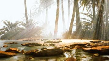 palmeras de coco en la niebla profunda de la mañana video