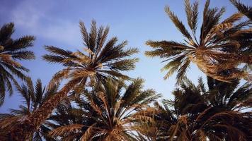 palme alla luce del tramonto e al cielo video