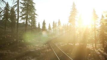voo sobre uma ferrovia cercada por floresta com raios de sol video