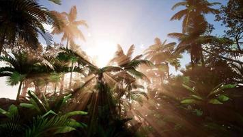 solnedgången strålar genom palmer video