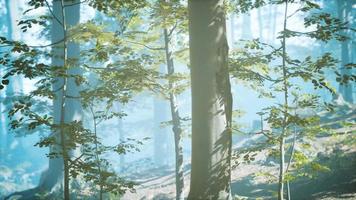 forêt silhouette ensoleillée avec des rayons de soleil à travers le brouillard video