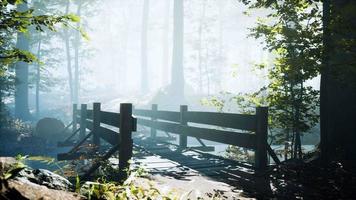 Holzbrücke in den Wald mit Fluss video