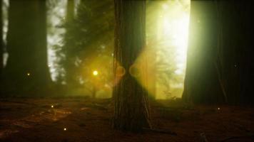 lucciola nella foresta nebbiosa con nebbia video