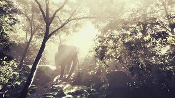 éléphant mâle sauvage dans la jungle avec un épais brouillard video