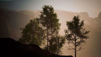 pijnbomen en huangshan-bergen in china video