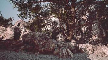 Single tree in the rocky mountains video