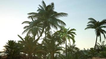 Sunset Beams through Palm Trees video