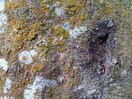 fondo natural con textura de corteza de árbol foto