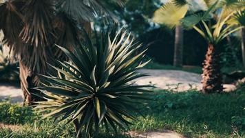 tropical palms and plants at sunny day video