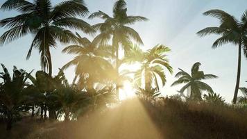 zonsondergang stralen door palmbomen video